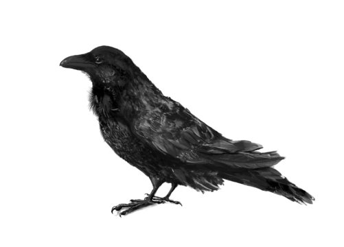 Black crow illustration