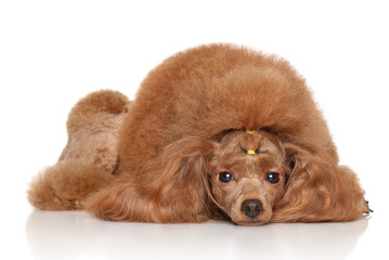 Obraz premium Red Toy poodle on white background