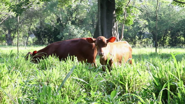 Cow Calfes