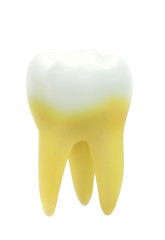 Tooth model isolated on white background.