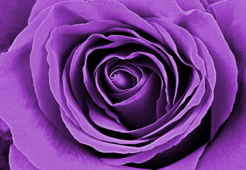 Fototapeta na wymiar Beautiful purple rose. Macro image. 