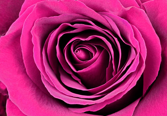 Beautiful pink rose. Macro image.

