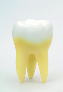 Tooth model isolated on white background.