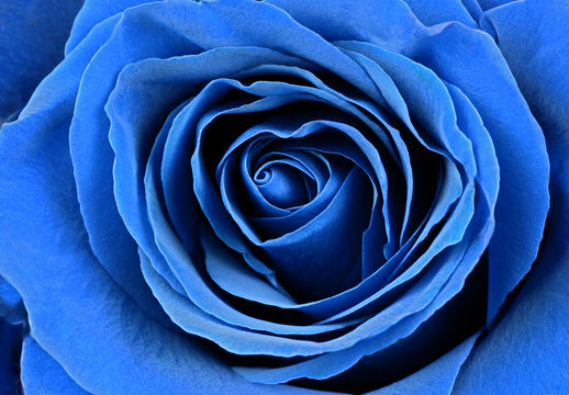 Beautiful blue rose. Macro image.
