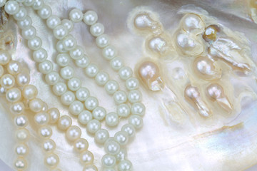 Mother of pearl with real pearls in a sea shell
