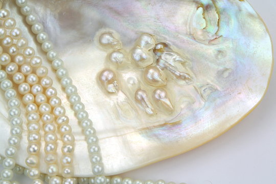 Mother of pearl with real pearls in a sea shell

