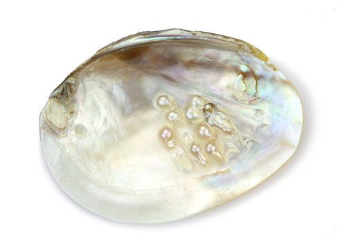 Mother of pearl with real pearls in a sea shell isolated on white background 

