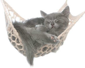 Naklejka na ściany i meble Cute gray kitten sleeping in hammock