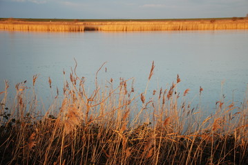Schilf