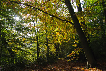 Obraz premium forest path in autumn