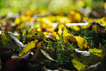 autumn leaves on the ground