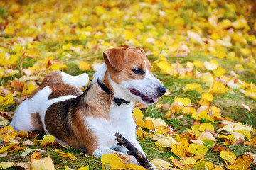 Cute jack russell terrier, dog with a stick