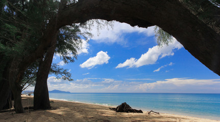 Nai Yang Beach blue cloundy sky with old tree  Phuket,Thailand,