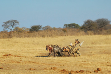 Spotted hyaenas and wild dogs fight