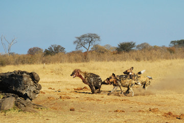 Spotted hyaenas and wild dogs fight