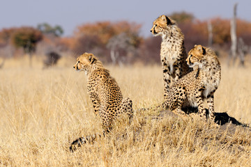 Naklejka premium Cheetah cubs on termite mount