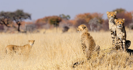 Cheetah cubs on termite mount - obrazy, fototapety, plakaty