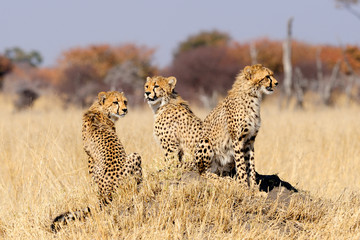 Cheetah cubs on termite mount