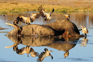 Vultures and dead elephant