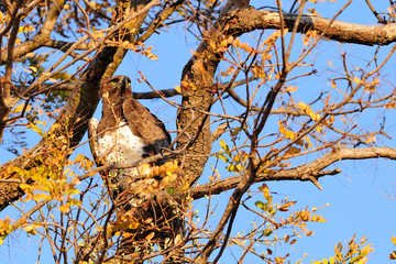 Martial eagle