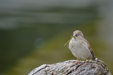 Haussperlingsweibchen (Passer domesticus)