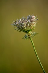 Schafgarbe © grusgrus01