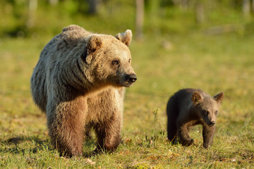 Fototapeta na wymiar Bear with cub in the bog