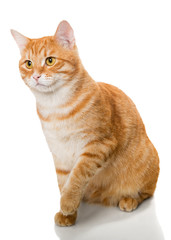 Beautiful orange cat