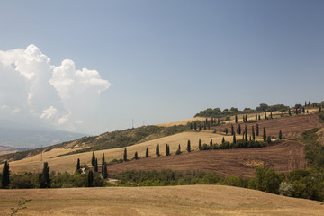 Val D'orcia, strada con abeti