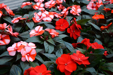 Impatiens