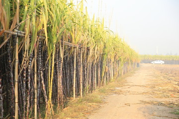 sugarcane plants in growth at field