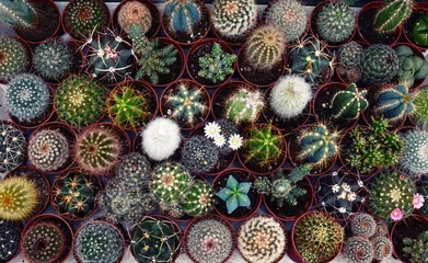 Cercles muraux Cactus Cactus