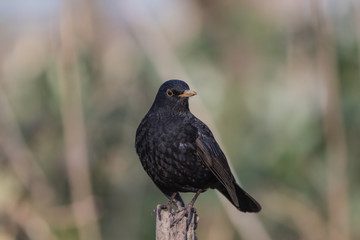 Blackbird on a Stump