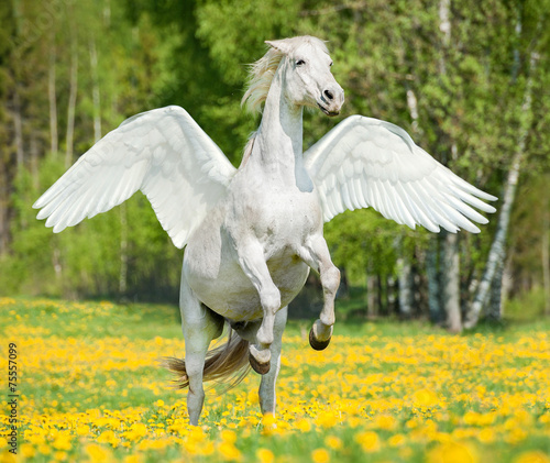 "Beautiful white horse with wings rearing up" Stock photo and royalty