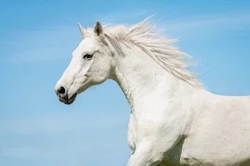 Papier Peint photo autocollant Léquitation Portrait de cheval de course blanc