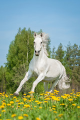 Obraz na płótnie Canvas Beautiful white horse running on the field with dandelions