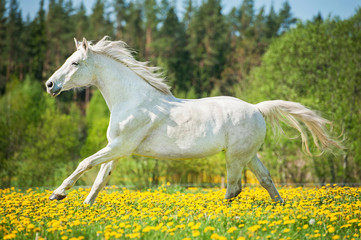 Obraz na płótnie Canvas White horse running on the pasture in summer