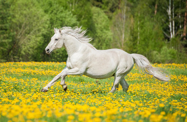 Beautiful white horse running on the field with dandelions - obrazy, fototapety, plakaty