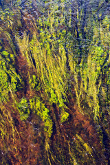 algae in river