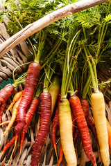 fresh carrots