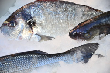 Meeresfrüchte und Fische