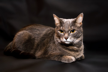 Portrait of an adult gray cat