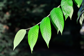 Fototapeta na wymiar Young leaves of the walnut