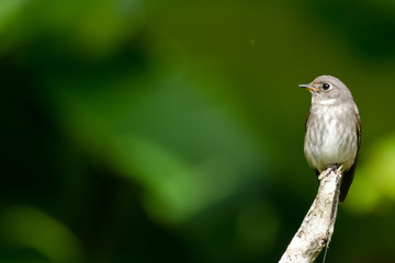 brow fly catcher