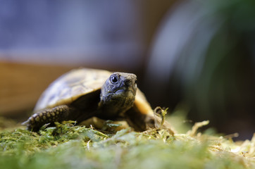 Junge Schildkröten 3 - 75559885