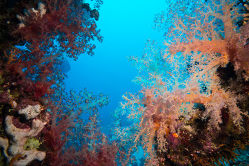 Obraz na płótnie Canvas Vibrant pink soft coral (Dendronephthya hemprichi)