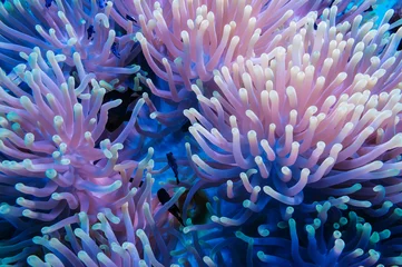 Fototapete Unterwasser Clownfische und Anemone an einem tropischen Korallenriff