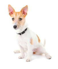 Funny little dog Jack Russell terrier, isolated on white