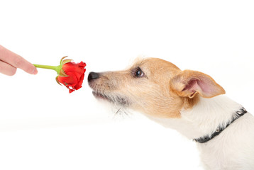 Funny little dog Jack Russell terrier with red rose, isolated
