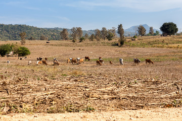 Fototapeta na wymiar Landscape whit cows